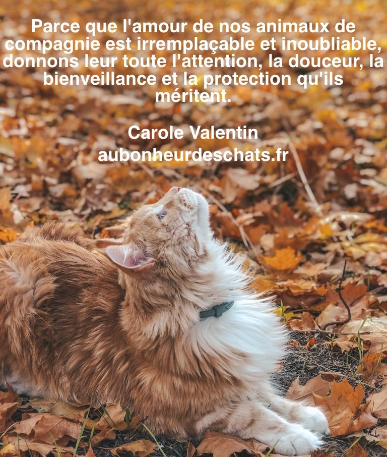 AU BONHEUR DES CHATS